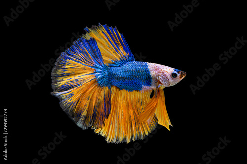 Fotografía The moving moment beautiful of yellow and blue siamese betta fish or fancy betta splendens fighting fish in thailand on black background
