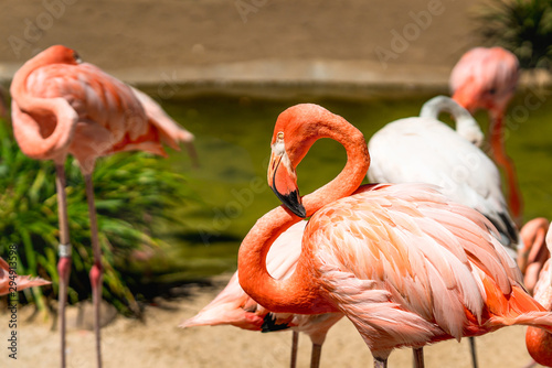 Flamingo. Flock of flamingo in natural background