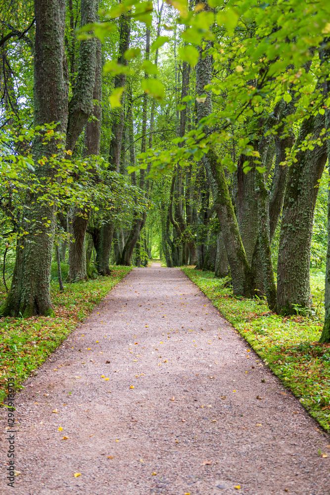 Fototapeta premium path in the forest