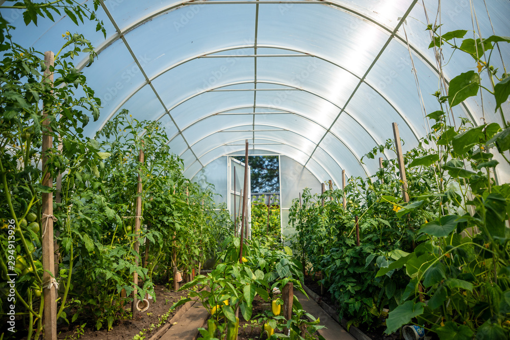Inside private greenhouse with plants in home garden Inside private greenhouse with plants in home garden