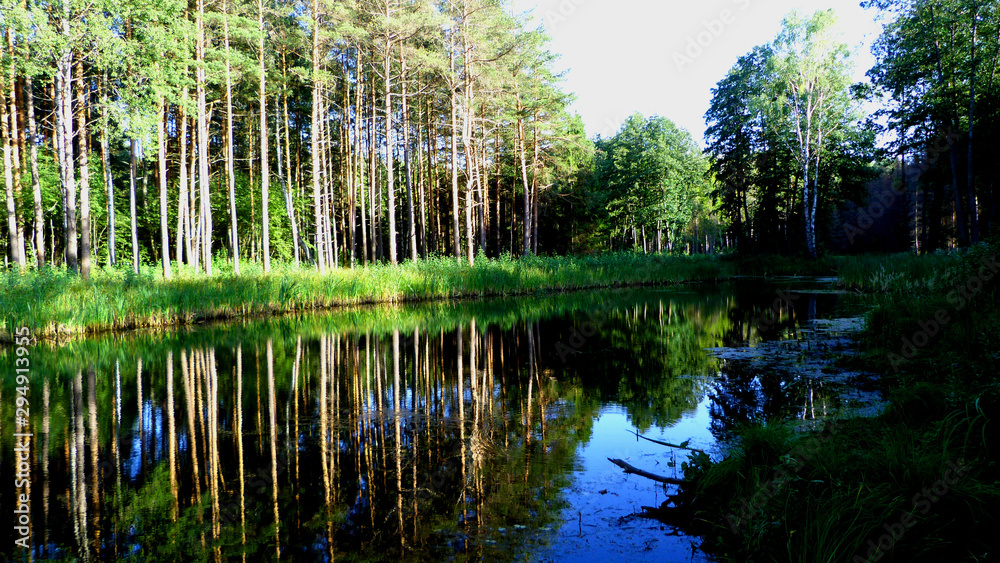 reflection of trees in lake