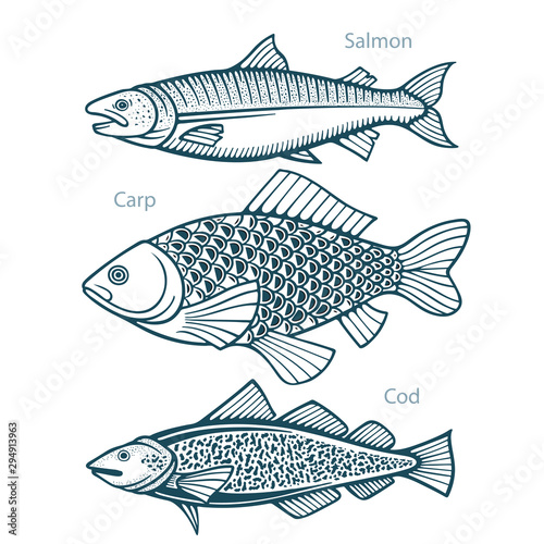 Fish. Fish hand drawn vector illustrations set. Salmon, carp and cod sketch collection. Part of set.