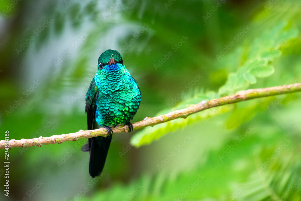 Fototapeta premium A Blue-chinned Sapphire perches in a garden with lush foliage around.