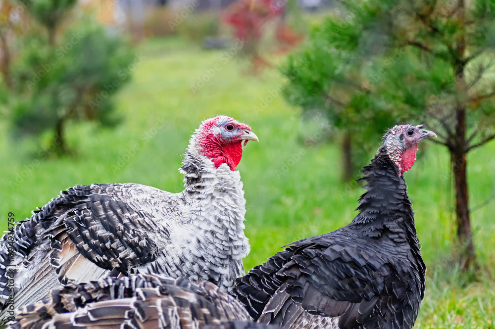 Portrait of two turkeys on a background of nature. The concept of poultry farming. Close up.