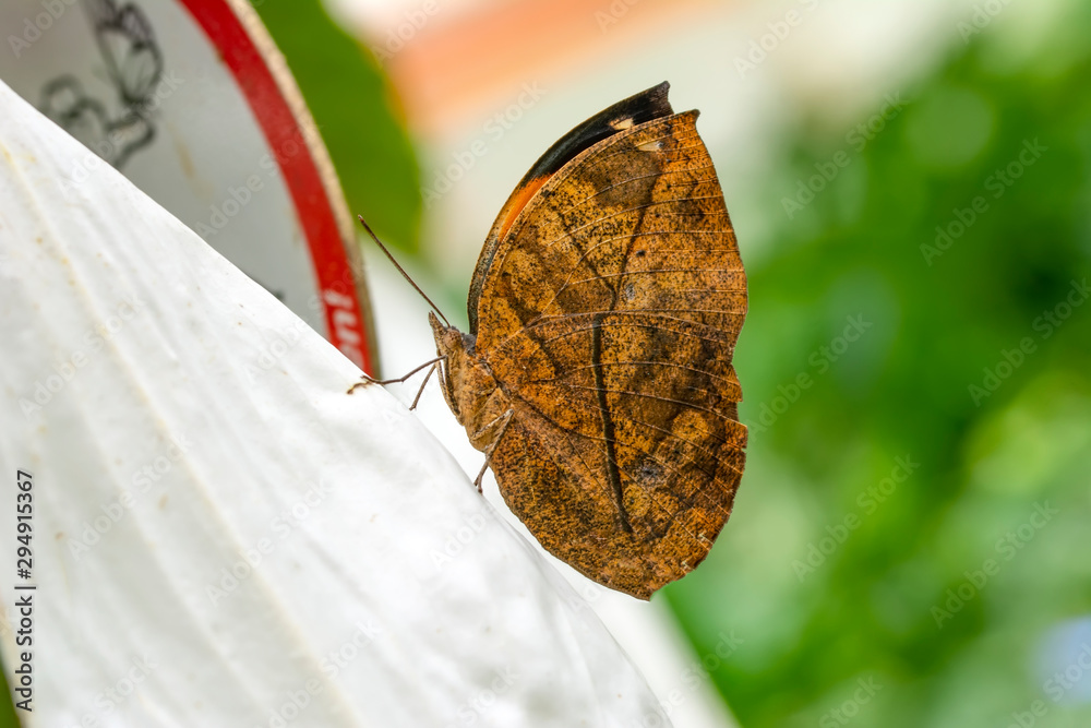 Obraz premium Dead leaf butterfly , Kallima inachus, aka Indian leafwing, standing wings folded on a bamboo branch, dead leaf imitation.