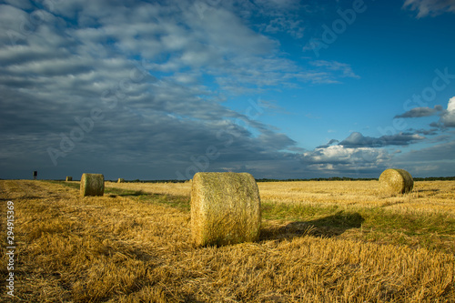 Round haystacks in the field, gray clouds on the blue sky