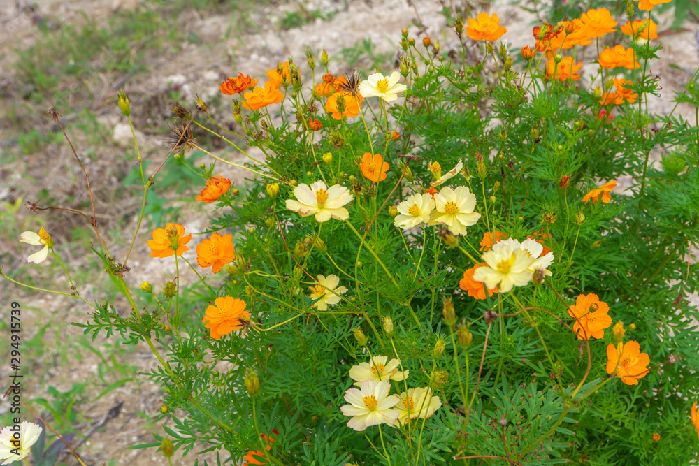 Obraz premium wild flowers