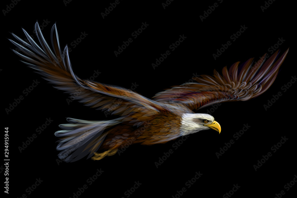 Fototapeta  Soaring bald eagle. Graphic, realistic, color illustration of a bird of prey on a black background.