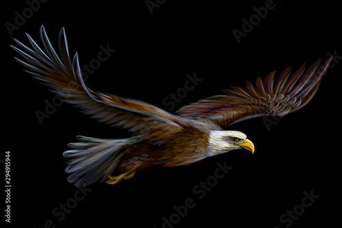  Soaring bald eagle. Graphic, realistic, color illustration of a bird of prey on a black background.
