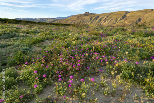 Desert sand Verbena or hairy sand Verbena wildflower at Anza Borrego Desert State Park  CA  USA