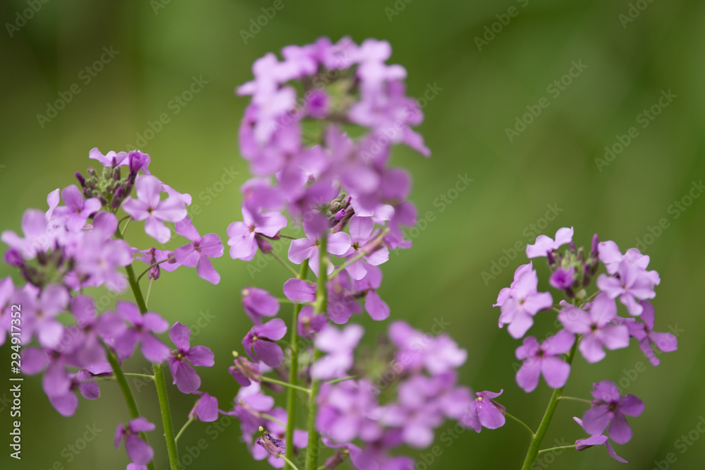 purple flower purple flower