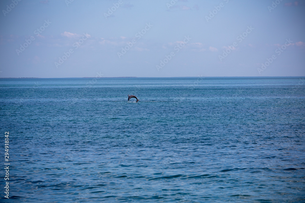 A dolphin jumps in the waters of Varadero, one of the most famous beaches in the world.