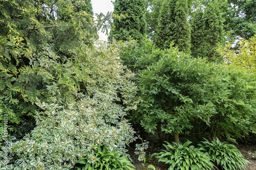 in the foreground is dogberry with green leaves and white the edges, near the Emerald Gaiety Euonymus and rear thujas