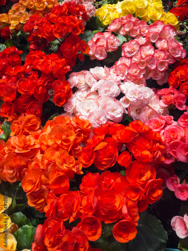 Colorful flowers in warm tone on the ground in garden Colorful flowers in warm tone on the ground in garden