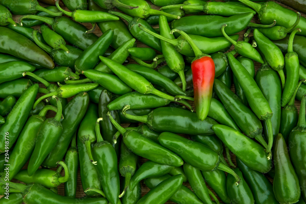 Large crop of hot chili peppers Large crop of hot chili peppers