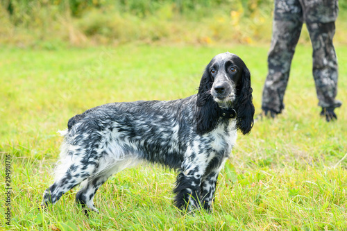The female hunting spaniel is standing in a field.