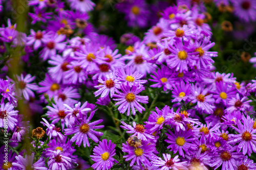 Pretty purple alpine asters in the garden on a sunny summer day close-up