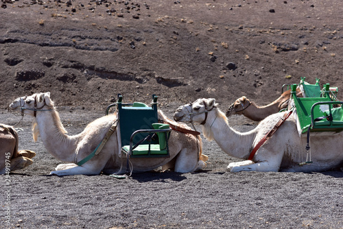 Row of camels waiting for tourists at Timanfaya National Park, Lanzarote, Canary Islands, Spain 