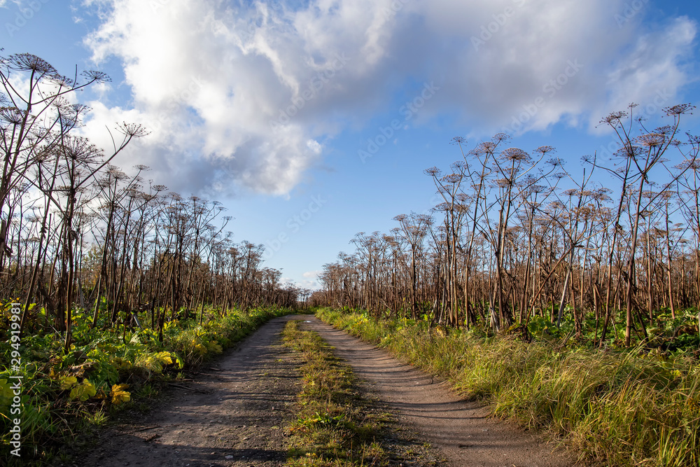 Road passes through an abandoned field with a giant, toxic hogweed (Heracleum) or the cow parsnip, against a blue sky and clouds, on a sunny autumn day. Rural landscape. Road passes through an abandoned field with a giant, toxic hogweed (Heracleum) or the cow parsnip, against a blue sky and clouds, on a sunny autumn day. Rural landscape.
