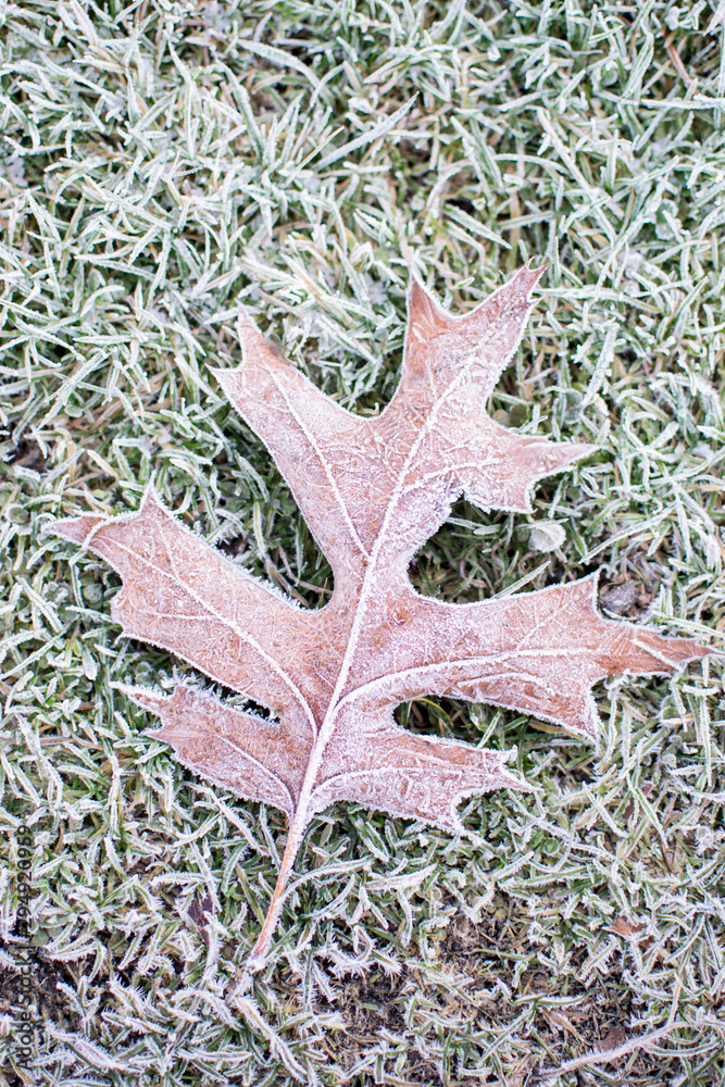 frost leaf