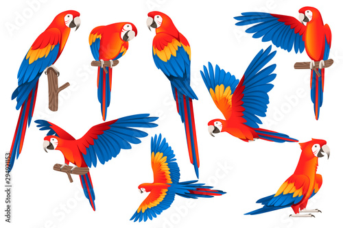 Fotografiet Set of adult parrot of red-and-green macaw Ara (Ara chloropterus) cartoon bird d