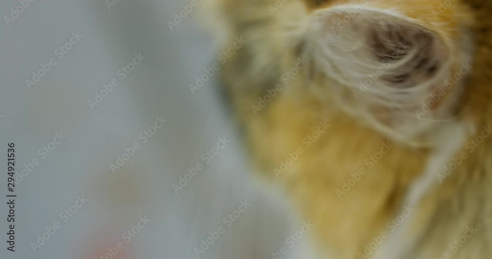 Close Up Of a Pretty Tortoiseshell Young Cat Looking Out Into The Outdoors. Ready To Explore the OutDoors. Staring At Camera. Close Up Of a Pretty Tortoiseshell Young Cat Looking Out Into The Outdoors. Ready To Explore the OutDoors. Staring At Camera.