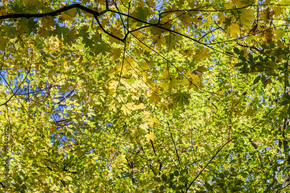 Autumn leaves of tree. Fall natural background of yellow orange green foliage. Scenic nature backdrop of autumn leaves. Multicolor autumn leafage tree. Colorful variegated foliage in sunlight Autumn leaves of tree. Fall natural background of yellow orange green foliage. Scenic nature backdrop of autumn leaves. Multicolor autumn leafage tree. Colorful variegated foliage in sunlight