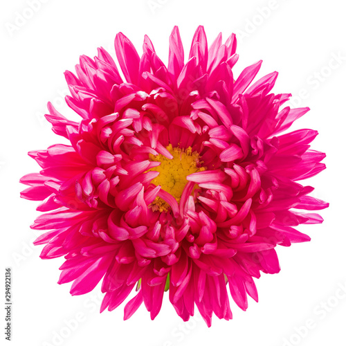 Blooming red aster flower isolated on white background  top view. Image for greeting cards and various holidays