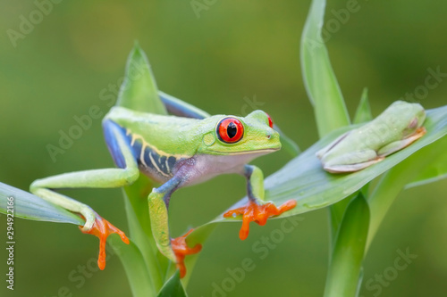 Red-eyed Tree frog in Rainforest