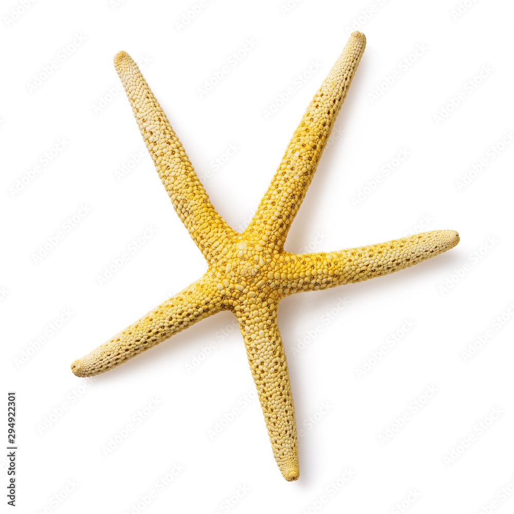 Yellow starfish isolated on white background, top view. Photo taken by stacking method Yellow starfish isolated on white background, top view. Photo taken by stacking method