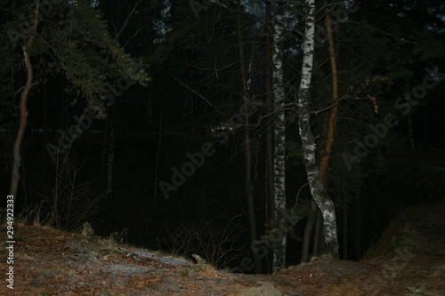 Fototapeta Naklejka Na Ścianę i Meble -  forest in the night