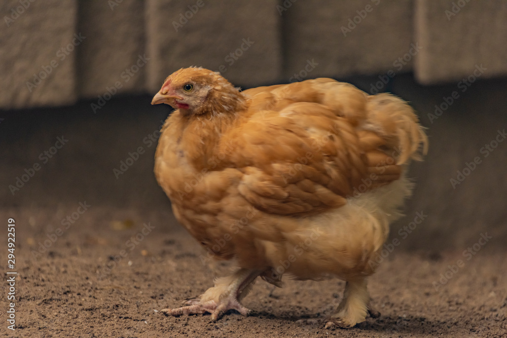 Color hen with long feathers on small legs