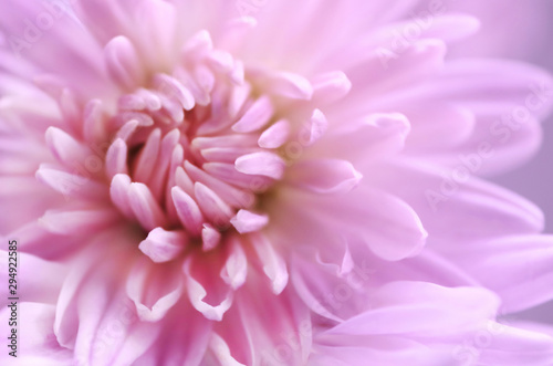 Pink chrysanthemum. Close up. Macro image
