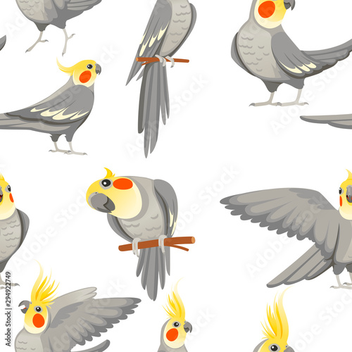 Seamless pattern of adult parrot of normal grey cockatiel  Nymphicus hollandicus  corella  cartoon bird design flat vector illustration on white background