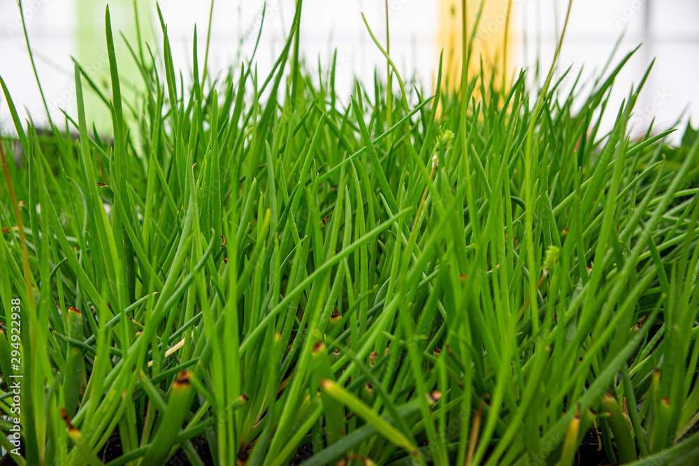 Fototapeta premium trawa