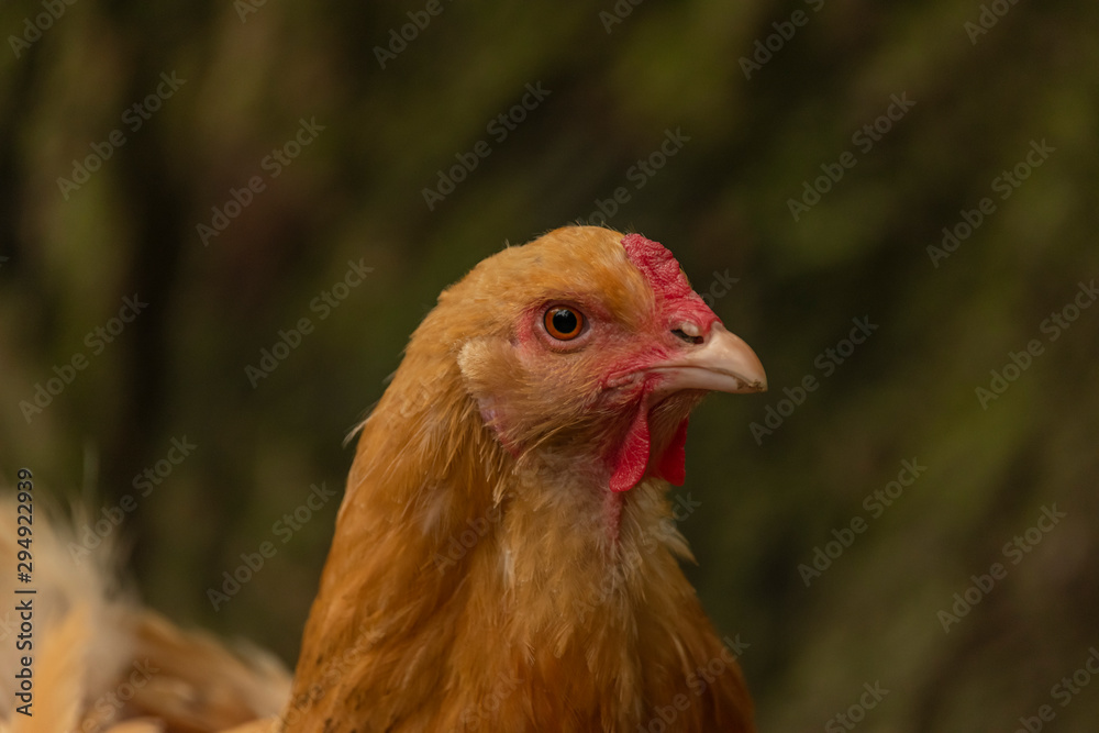 Color hen with long feathers on small legs