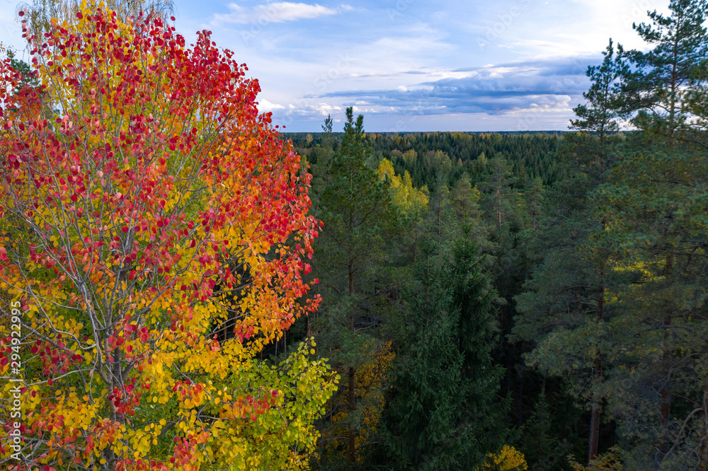 Latvian autumn nature. View from the top. Trees and horizon.