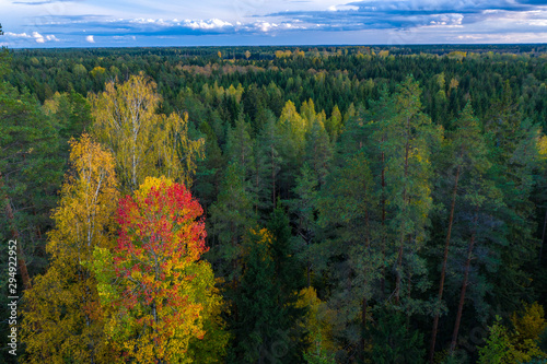 Latvian autumn nature. View from the top. Trees and horizon.