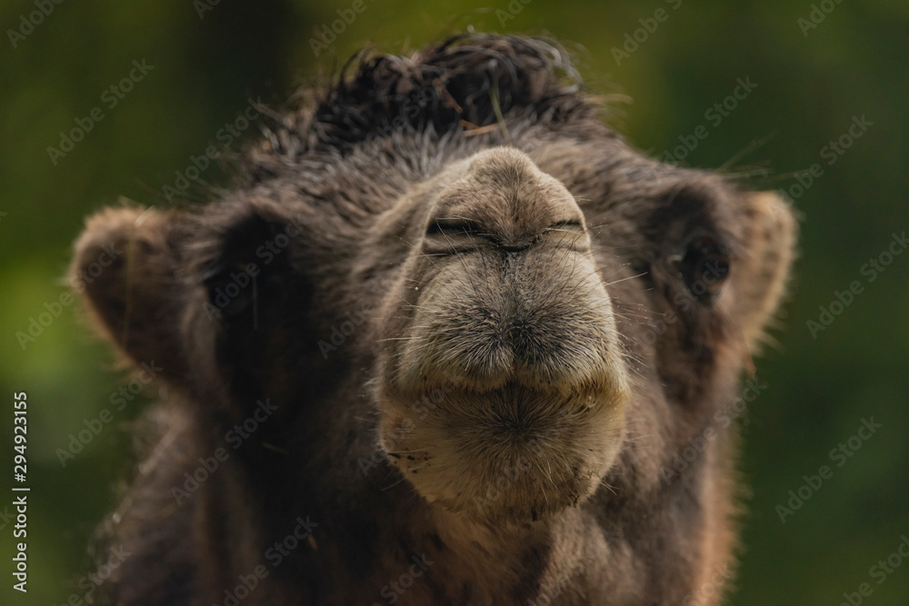 Fototapeta premium Brown female camel in autumn wet rainy day