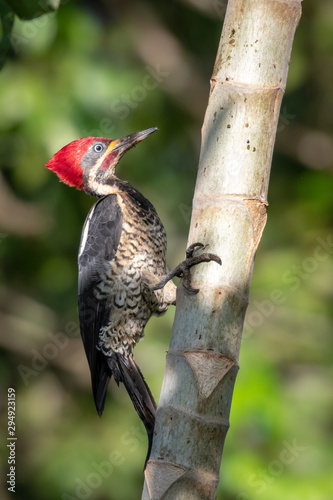 A Lineated Woodpecker looking for ants on the trunk of a tree in the rain forest.