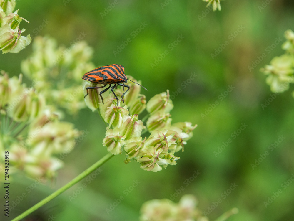 Graphosoma lineatum. Escarabajo rayado naranja y negro sobre una flor verde Graphosoma lineatum. Escarabajo rayado naranja y negro sobre una flor verde