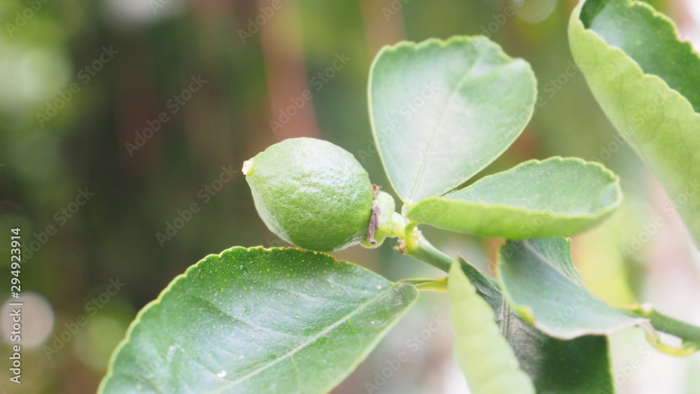 Lemon vegetable out of the flower the fresh on tree, Macro photo and close up at object around is blur Lemon vegetable out of the flower the fresh on tree, Macro photo and close up at object around is blur
