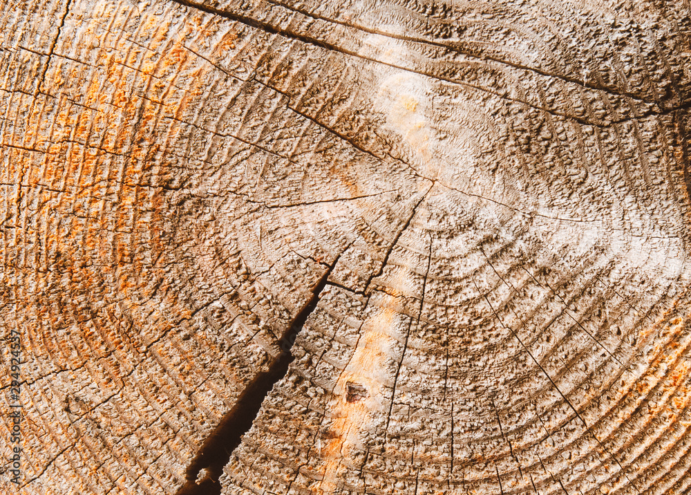 Fototapeta premium The old cracked stump texture