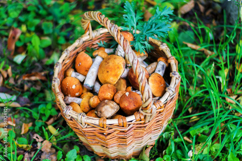 wicker basket with mushrooms in green grass, autumn, nature, dry leaves
