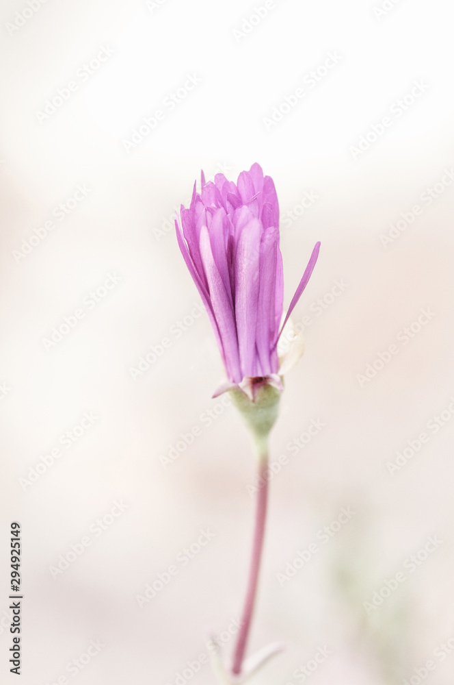Dreamy soft focus Macro shot of a s, ingle Pastel Purple Flower in High Key with copy space.