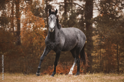 portrait of trakehner mare horse trotting on green meadow on forest background in autumn