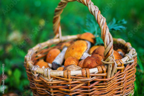 wicker basket with mushrooms in green grass, autumn, nature, dry leaves