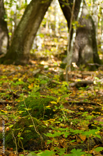 Fototapeta Naklejka Na Ścianę i Meble -  Beautiful sunny boreal Carpathian forests  