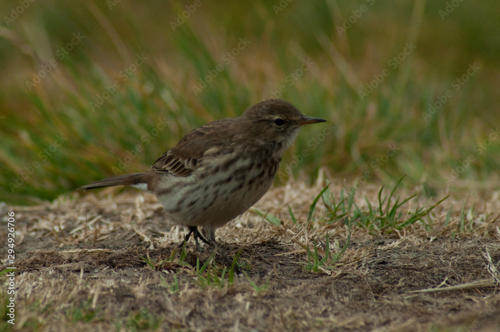 Small bird in boreal Carpathian forests Small bird in boreal Carpathian forests