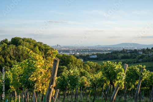 Ausblick auf Wien vom Kahlenberg im Abendlicht von den Weihnbergen aus